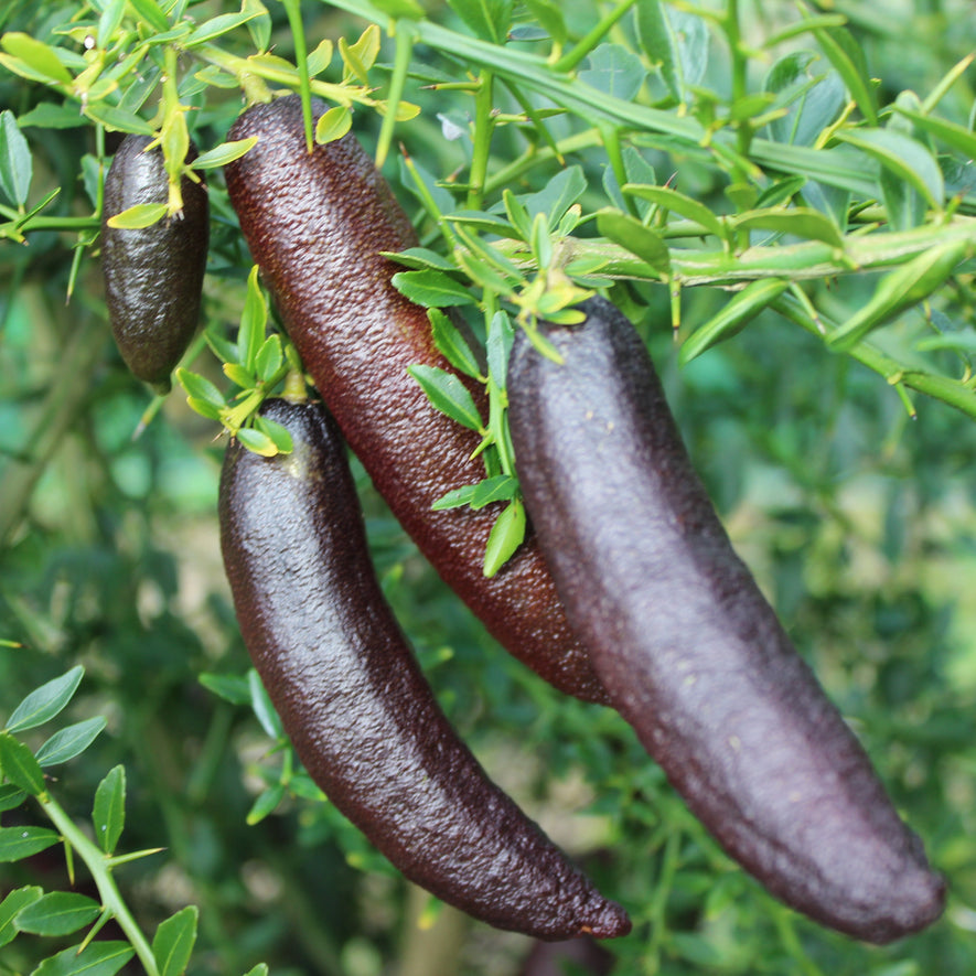 Finger Limes