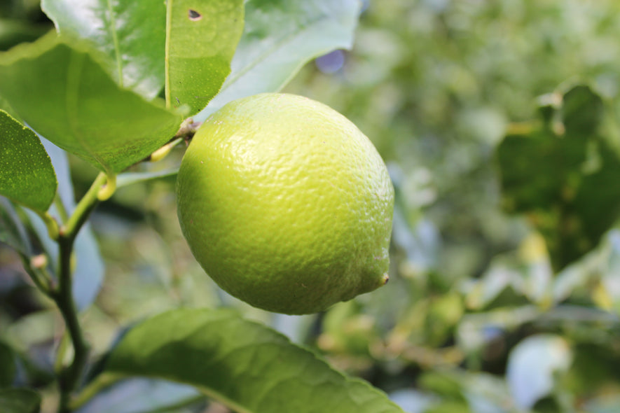Limes