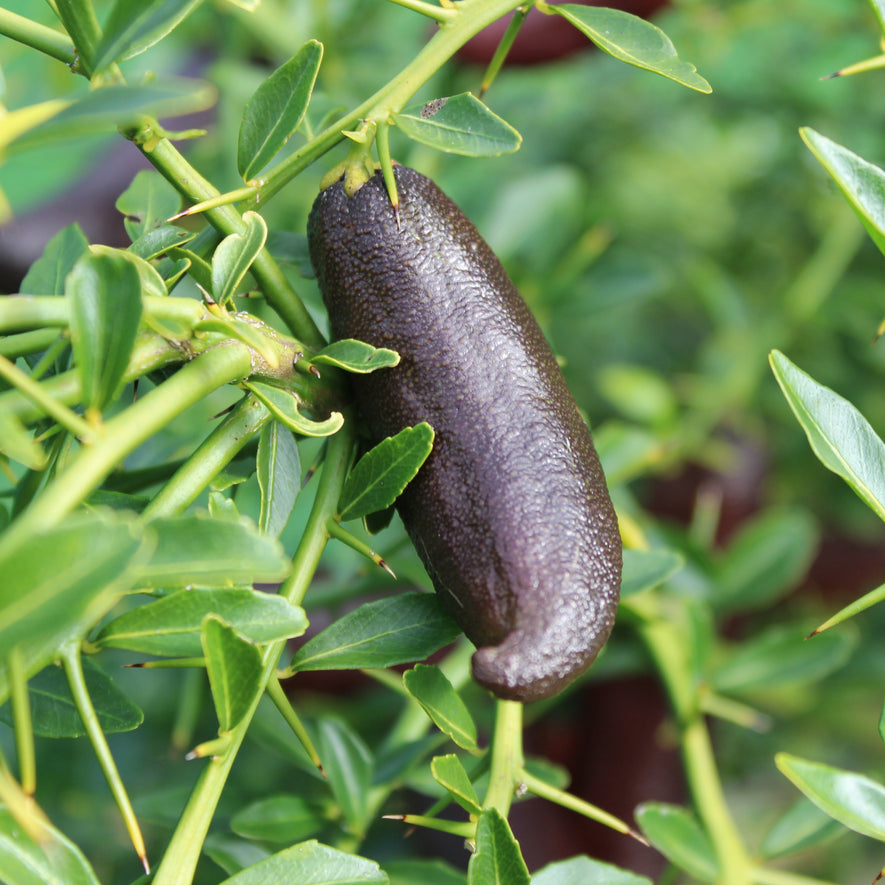 Finger Limes