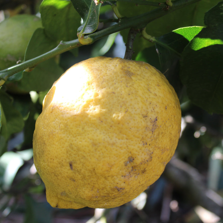 Lemons